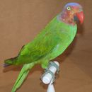Image of Red-cheeked Parrot