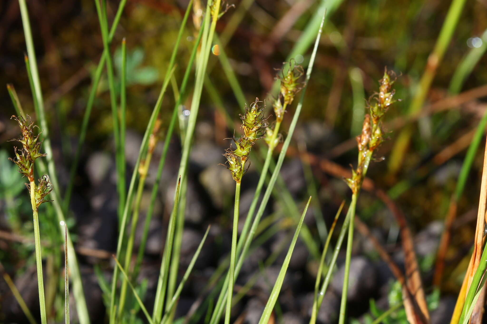 Plancia ëd Carex sterilis Willd.