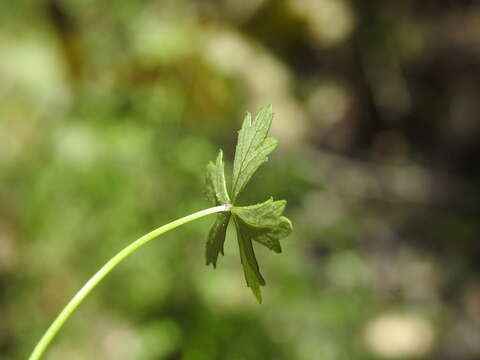 Image of Hydrocotyle paludosa A. R. Bean