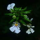 Image of Calanthe alismifolia Lindl.