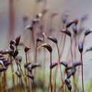 Image of brachythecium moss