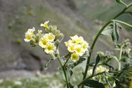 صورة Nonea alpestris (Stev.) G. Don fil.