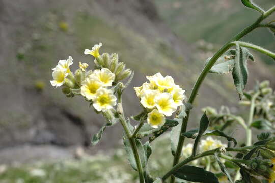 Image de Nonea alpestris (Stev.) G. Don fil.