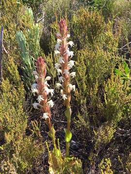 Imagem de Satyrium candidum Lindl.