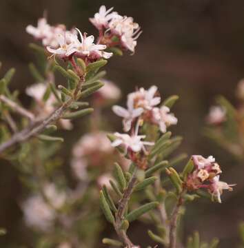 Image of Agathosma foetidissima (Bartl. & Wendl.) Steud.