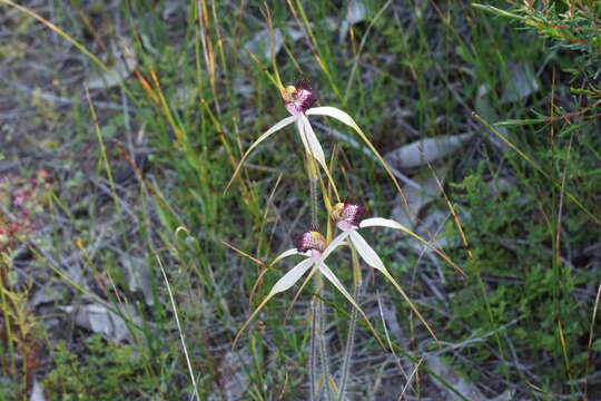 Image of Blushing spider orchid