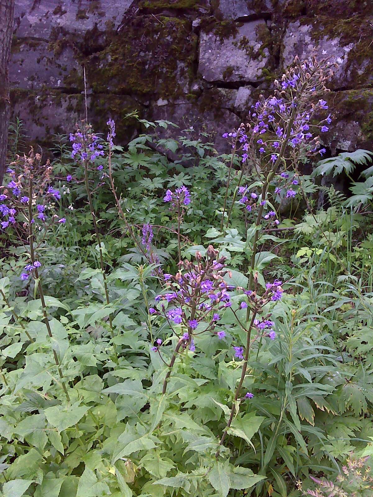 Image de Cicerbita alpina (L.) Wallr.