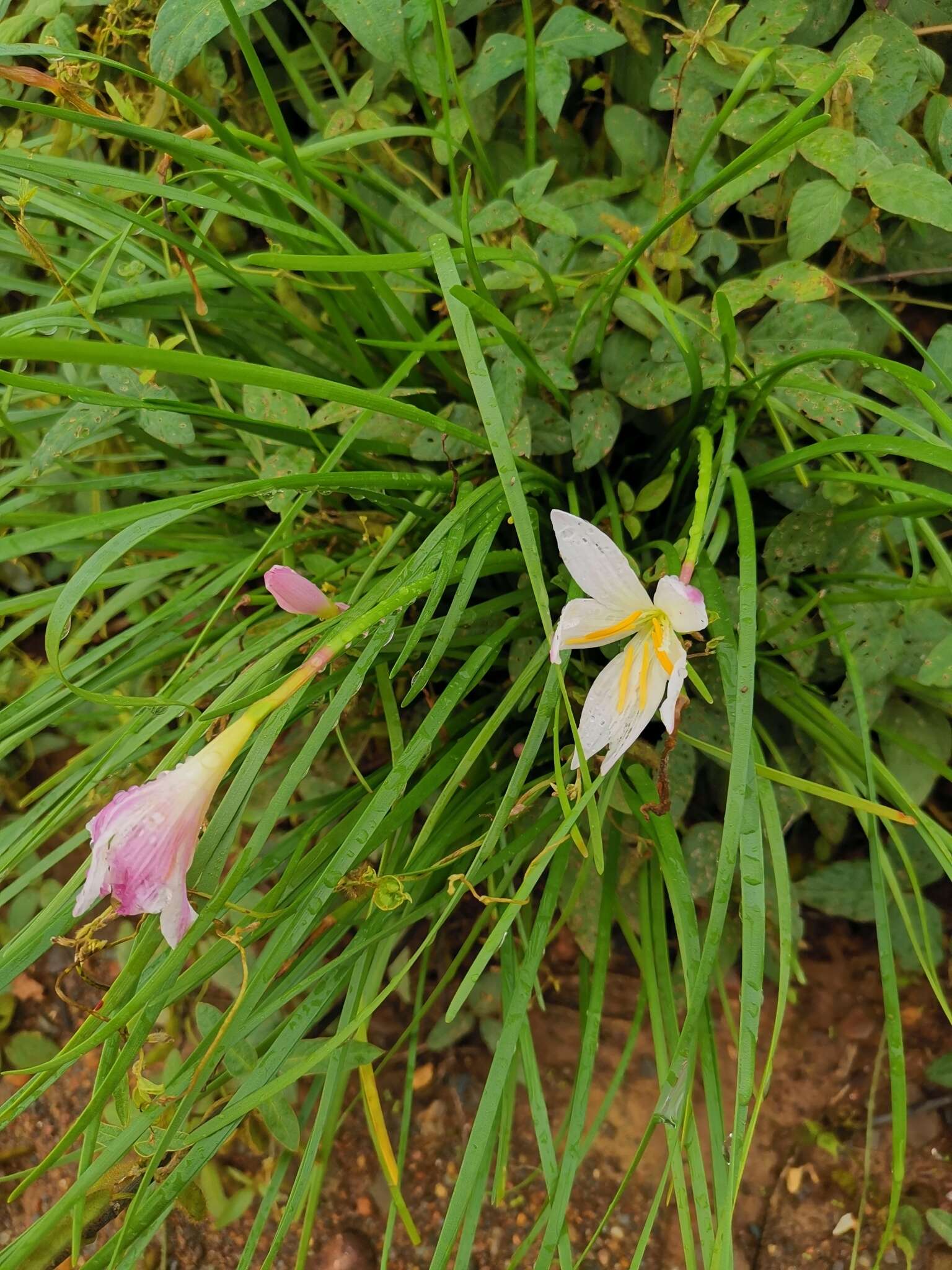 Image of Zephyranthes carinata Herb.