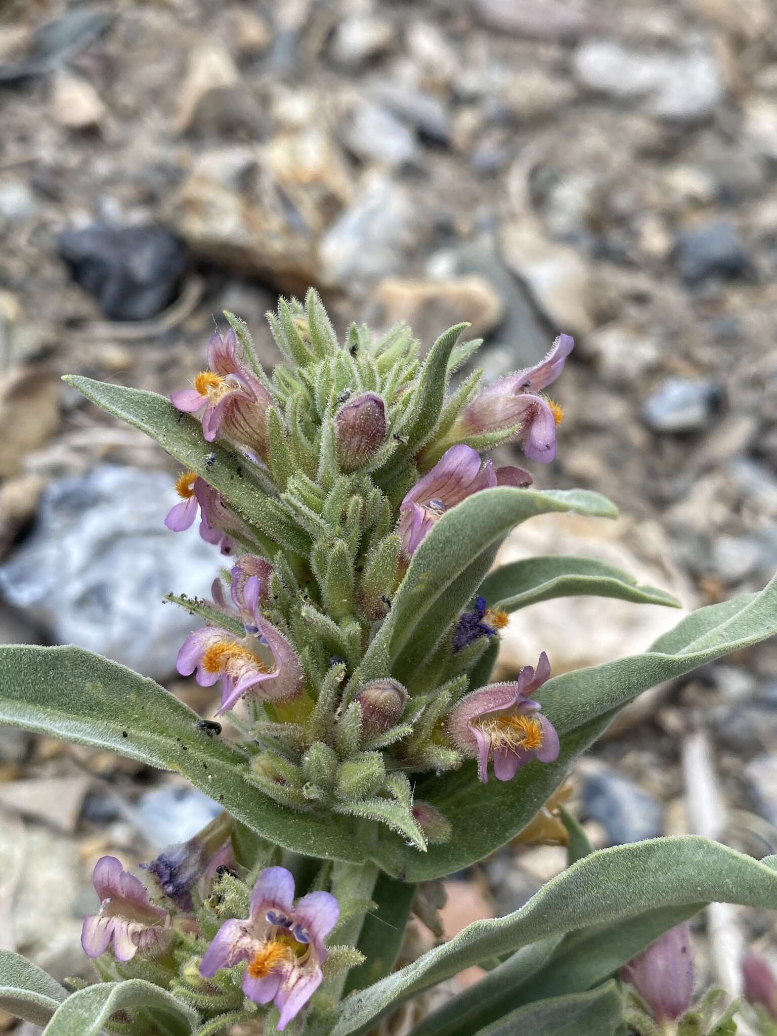 Image de Penstemon barnebyi N. H. Holmgren