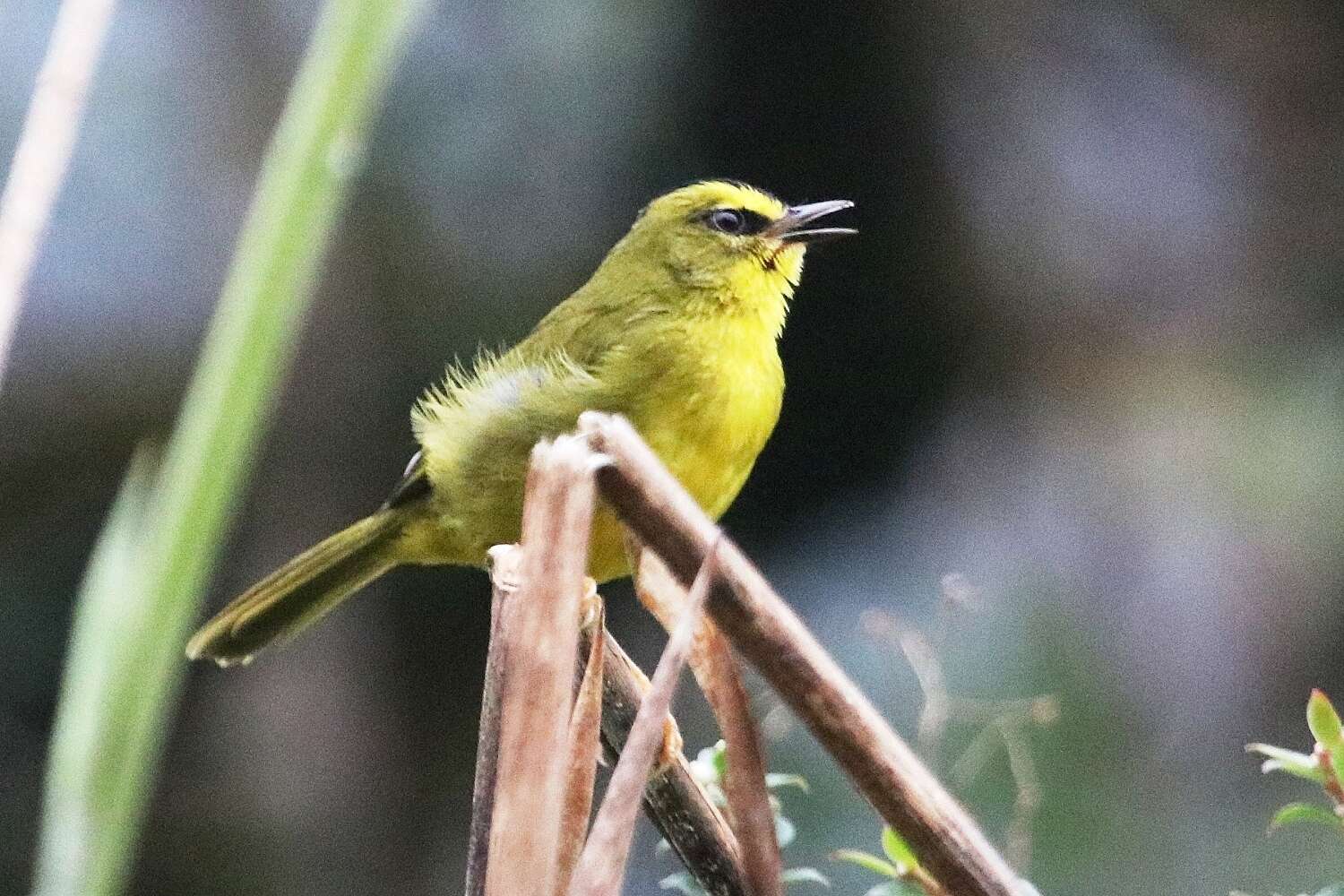 Image of Black-crested Warbler