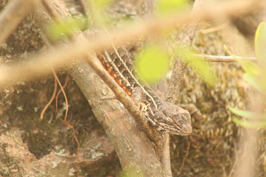 Image of Bunchgrass Lizard