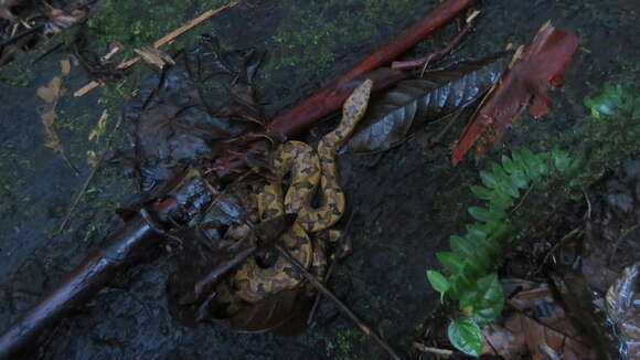 Image of Paulson's Bevel-nosed Boa