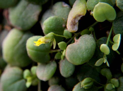 Image of Nanorrhinum webbianum (J. A. Schmidt) Betsche