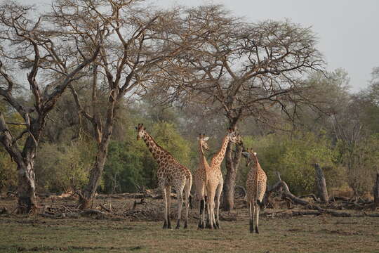 Image of Kordofan giraffe