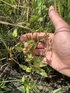 Euphorbia inundata var. inundata resmi