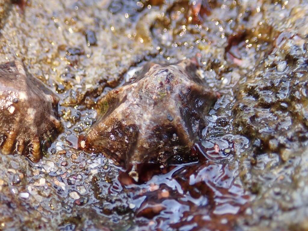 Image of Pacific sugar limpet