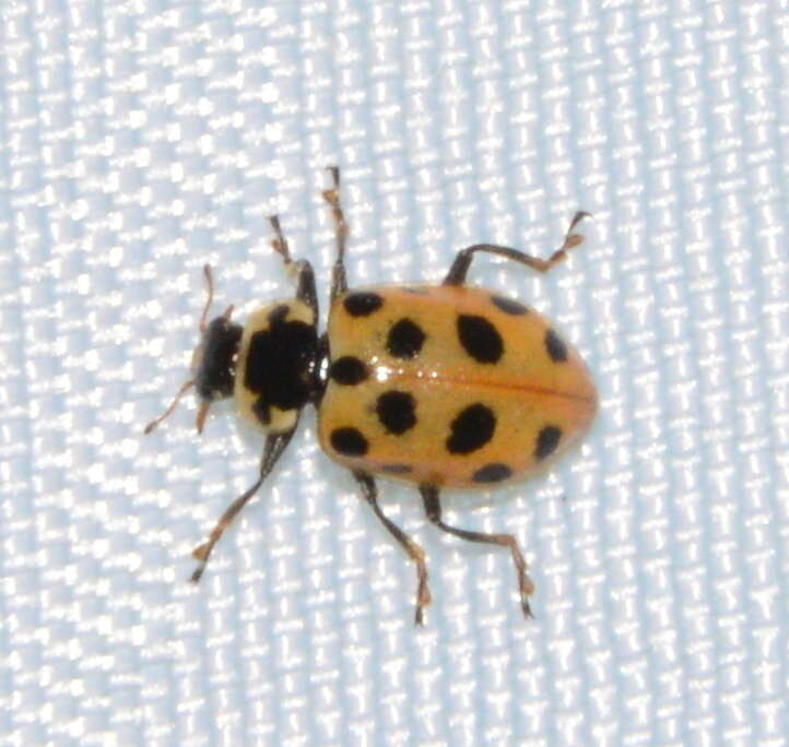 Image of 13-spot ladybird