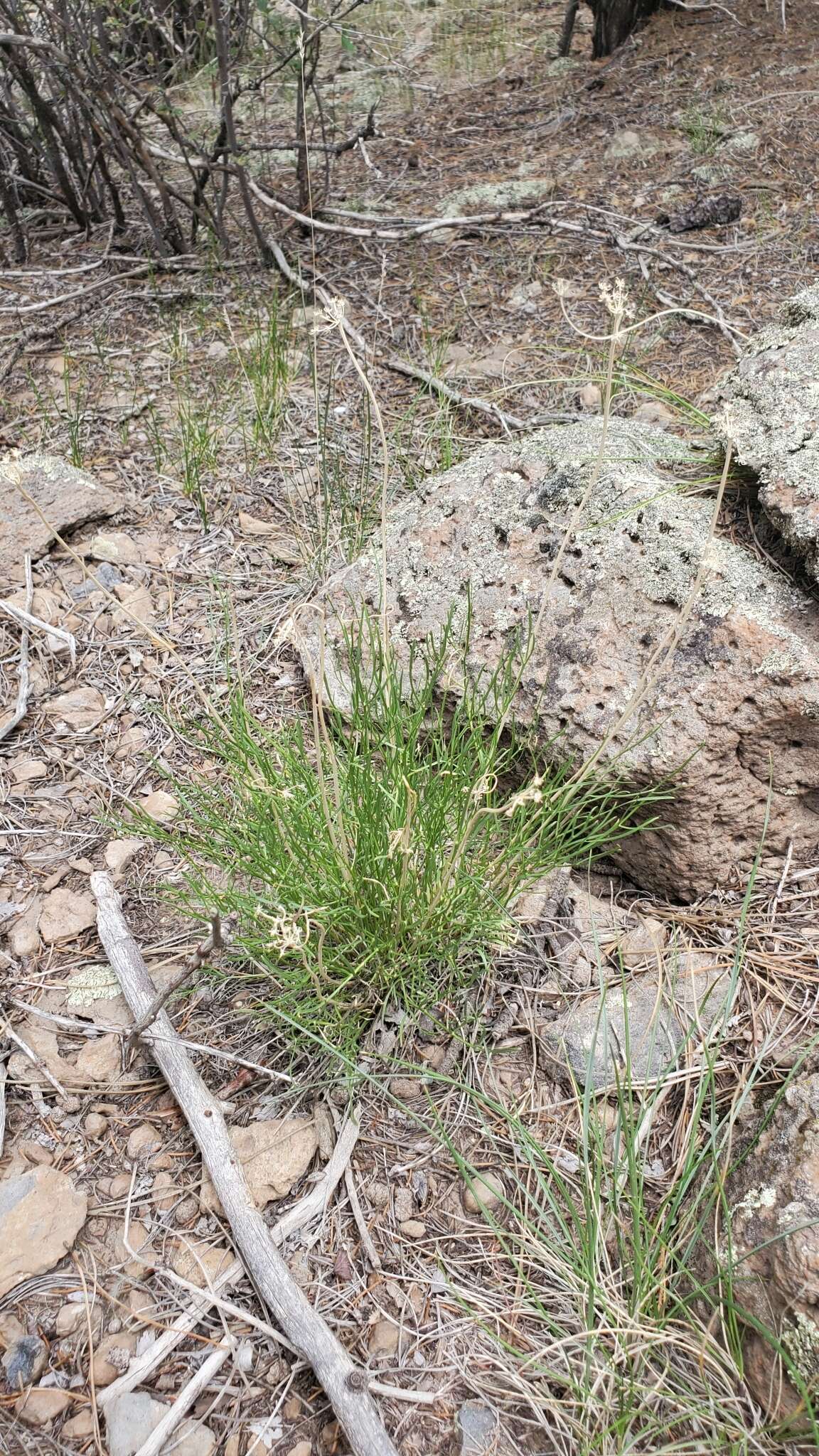 Image of Spellenberg's springparsley