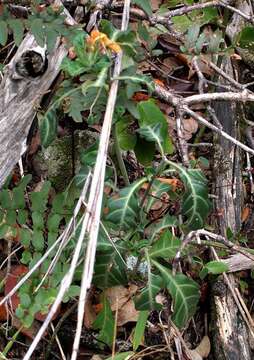 Imagem de Crossandra fruticulosa Lindau