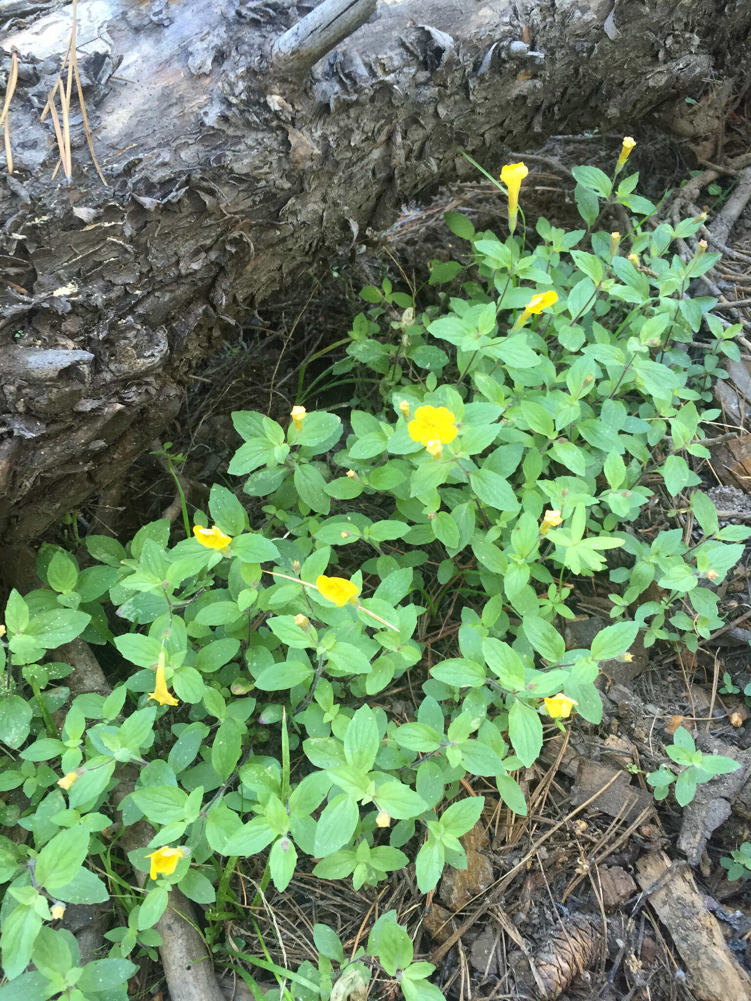 Image of Muskflower