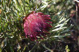 Image of Bashful protea