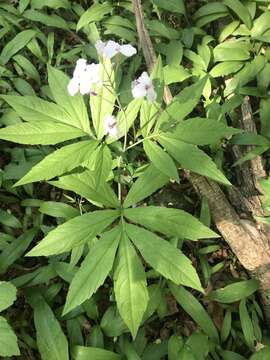 Image of Pinnate Coralroot