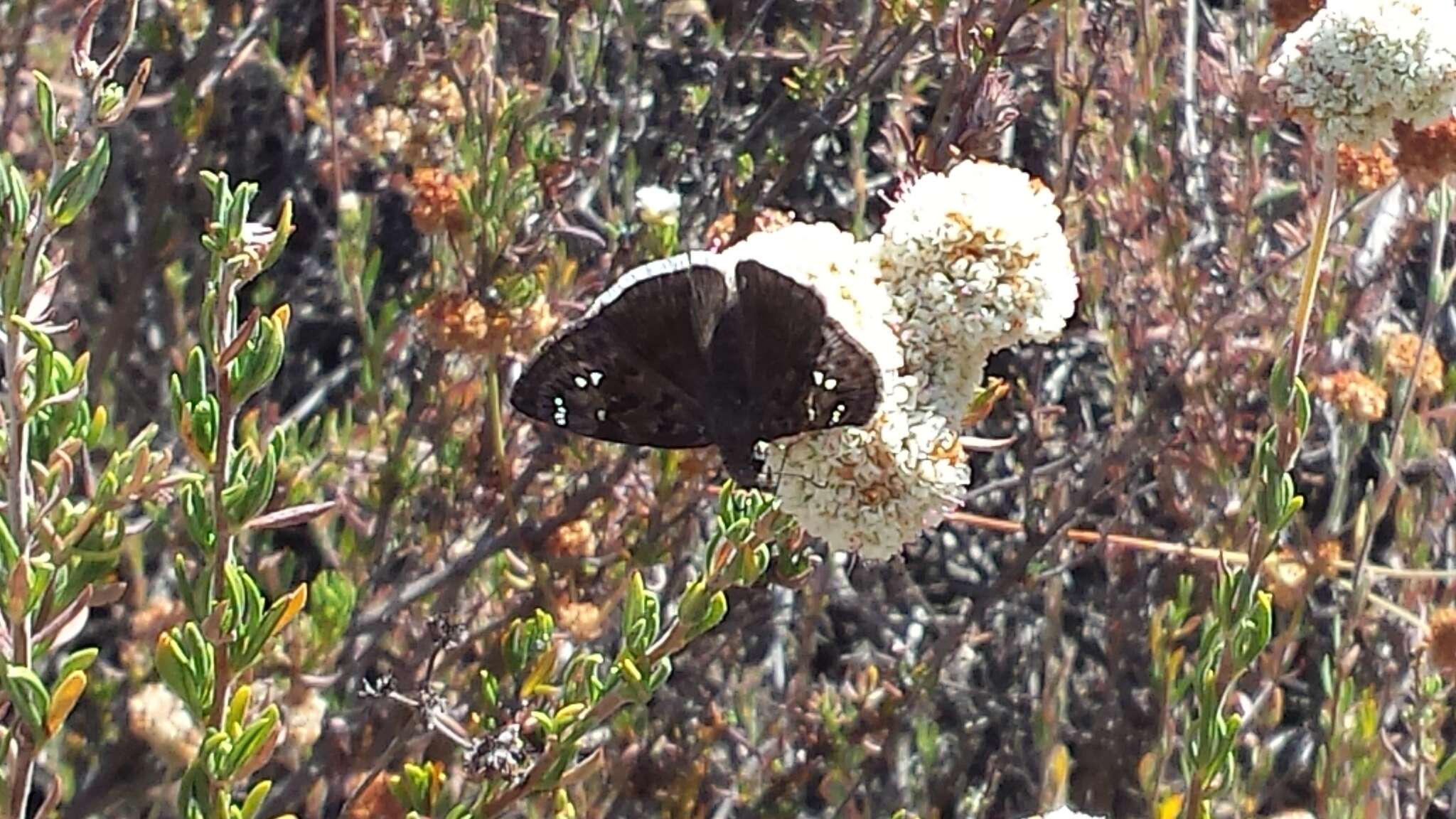 Image of Mournful Duskywing