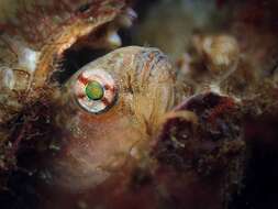 Image of Spotted goby