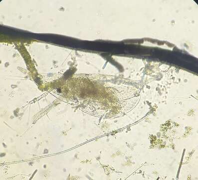 Image of helmeted waterflea