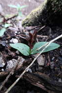 Image of Small bird orchid