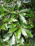 Quercus cortesii Liebm.的图像