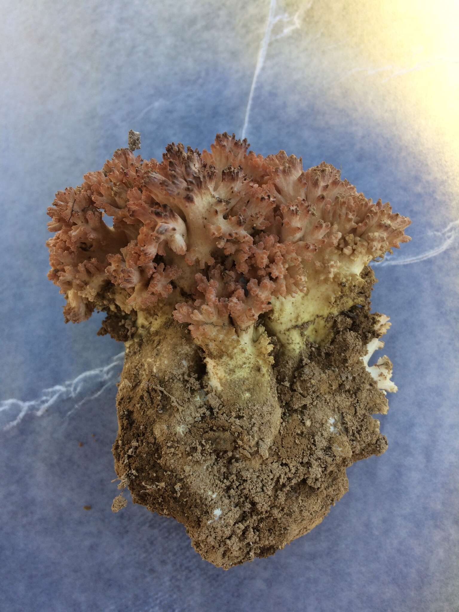 Image of Cauliflower coral