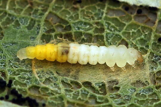 صورة Phyllonorycter populifoliella (Treitschke 1833)