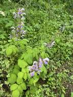 Image of Salvia bowleyana Dunn