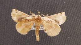 Image of Pudefacted Apatelodes Moth