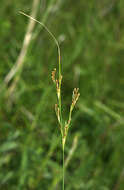 Image of Juncus gracillimus (Buch.) V. I. Krecz. & Gontsch.