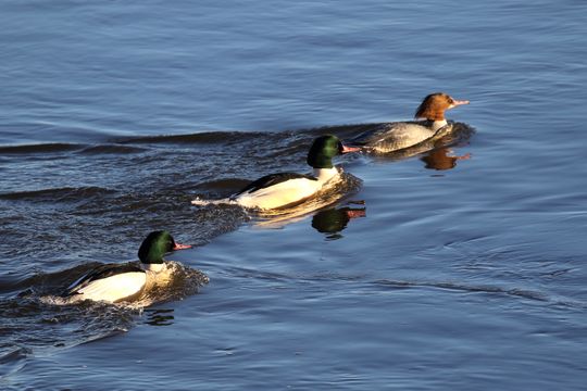 Image of Common merganser