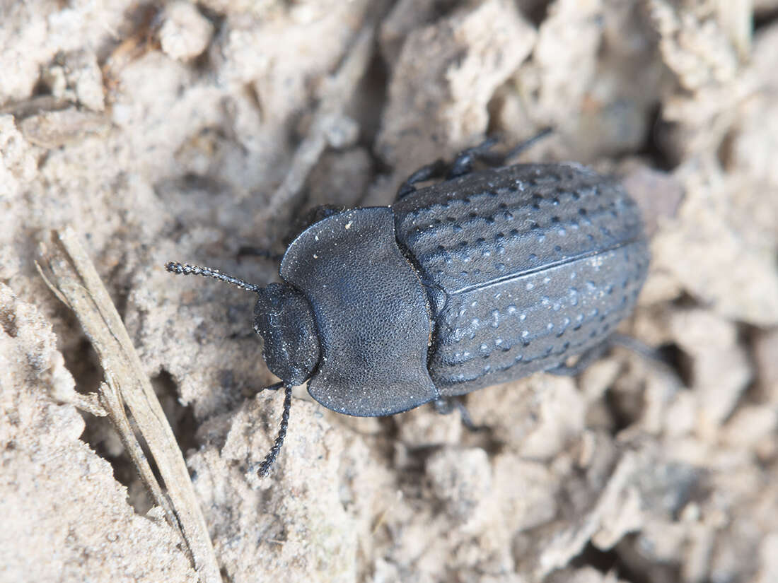 Image of Opatrum sabulosum (Linnaeus 1761)