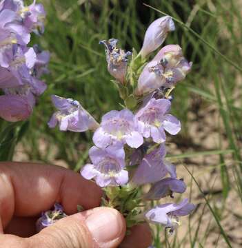 Image of James' beardtongue