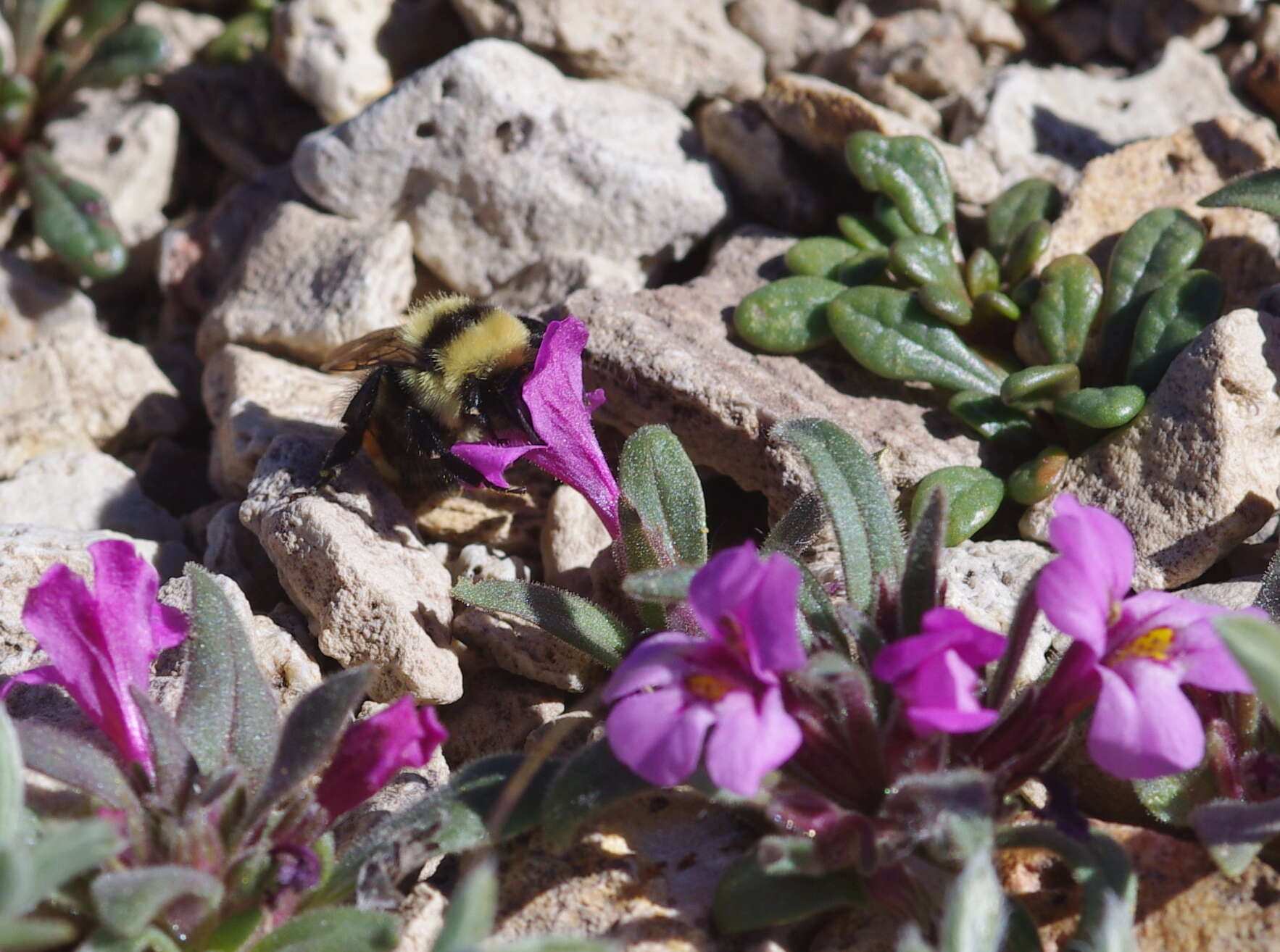 Image of Hunt Bumble Bee