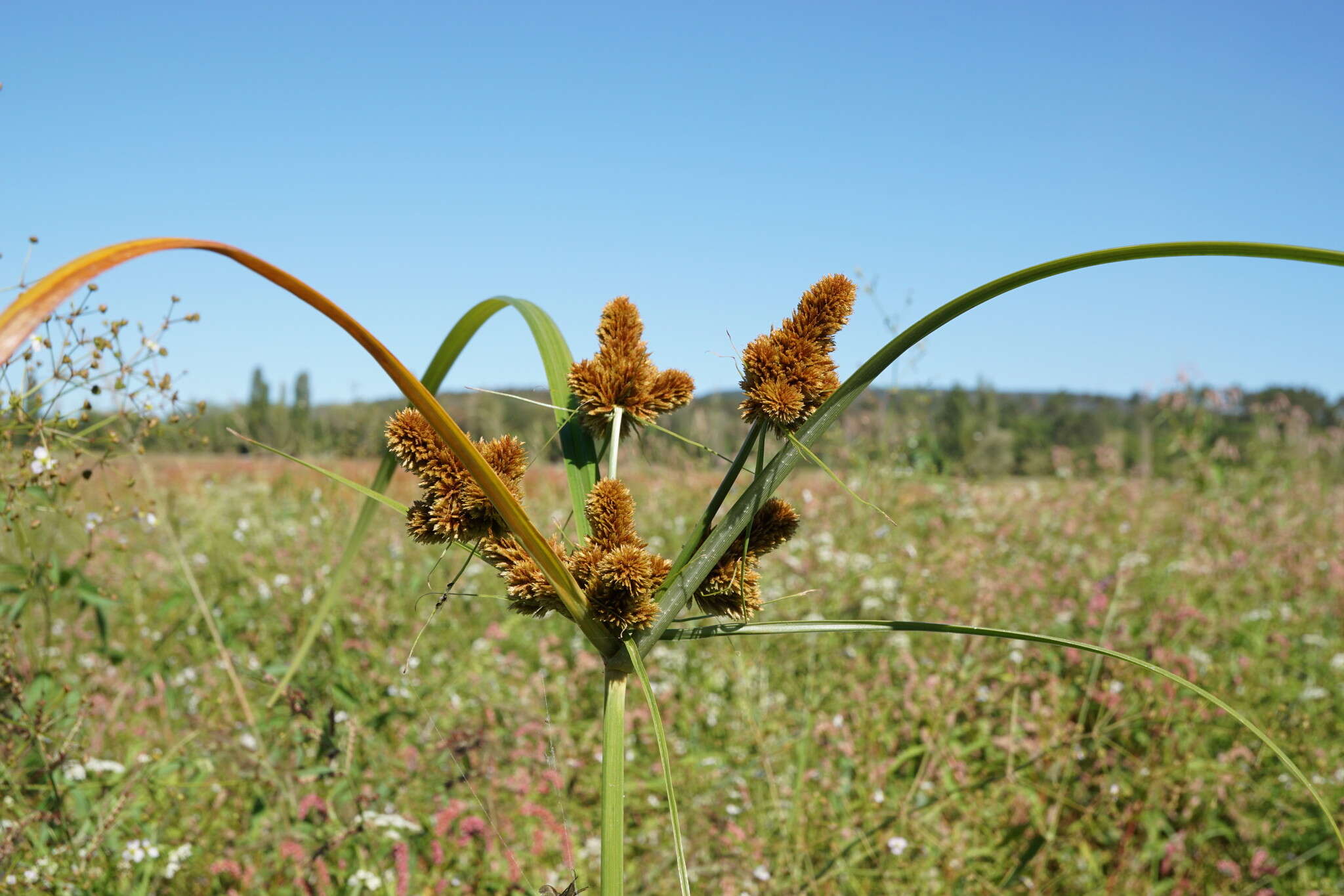 Image of Cyperus glomeratus L.