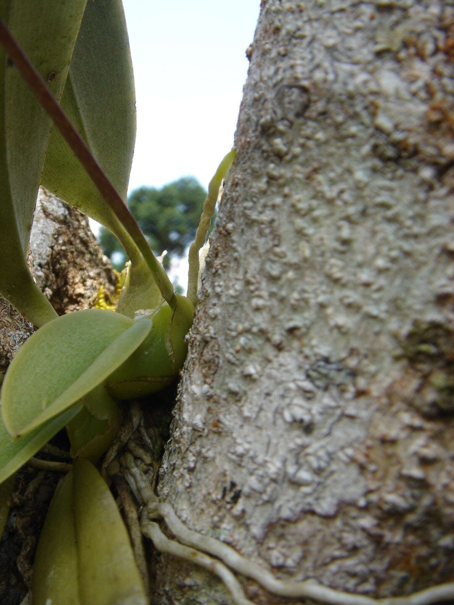 Image of mule-ear orchid