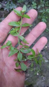 Image of yellowseed false pimpernel