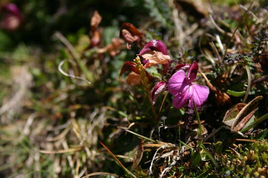 Imagem de Pedicularis kerneri Dalla Torre