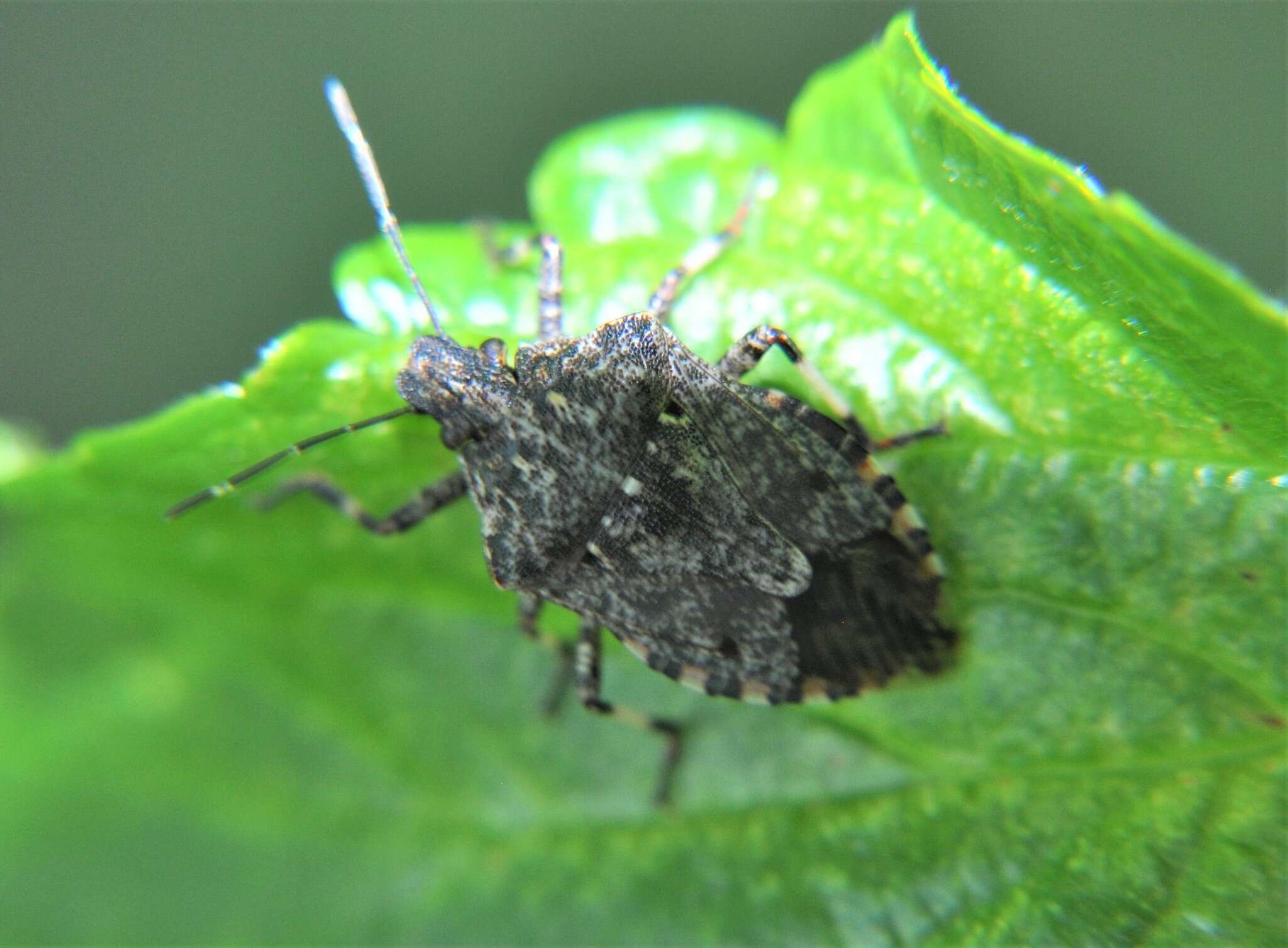 Image of Apateticus (Apateticus) lineolatus (Herrich-Schaeffer 1840)