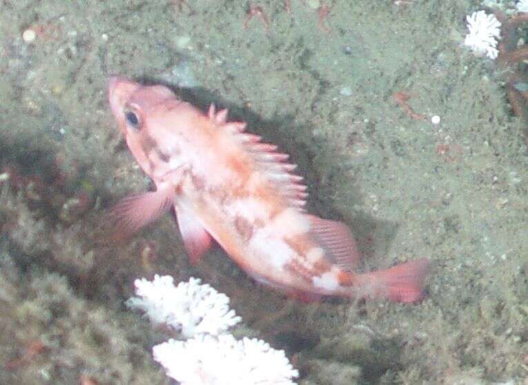 Image of Sharpchin rockfish