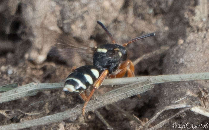 Imagem de Nomada rufipes Fabricius 1793