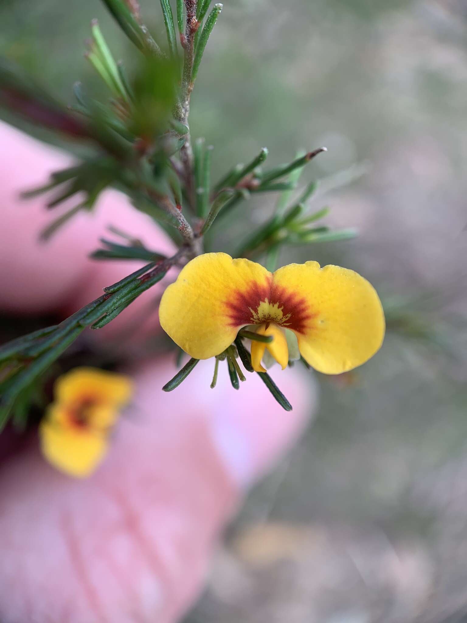 Image of Dillwynia tenuifolia DC.