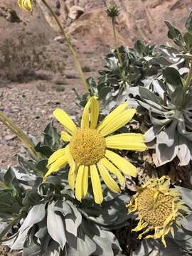 Image of Panamint daisy