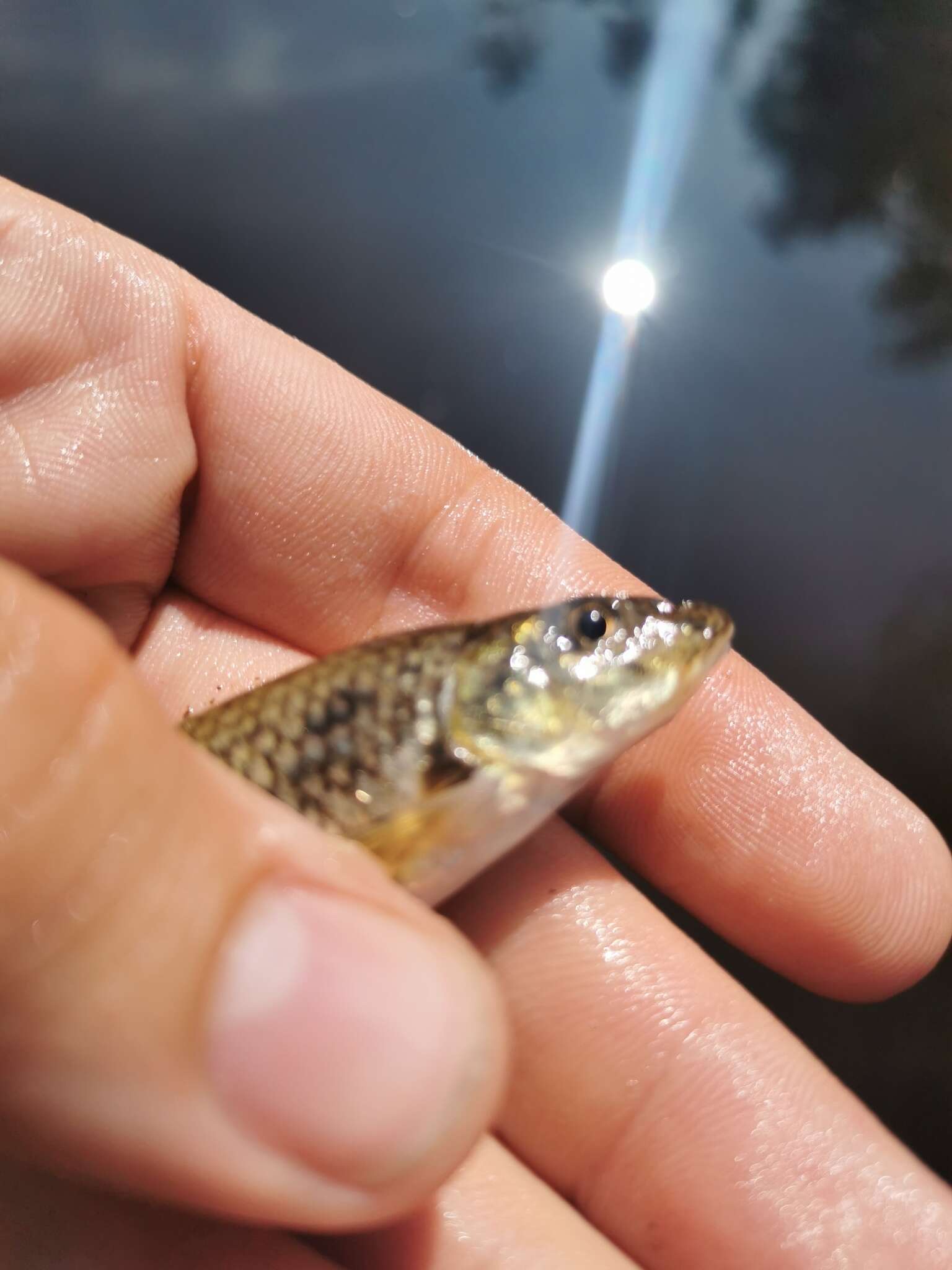 Image of Iberian gudgeon